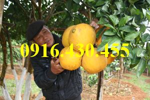 Cây giống bưởi đỏ Tân  Lạc